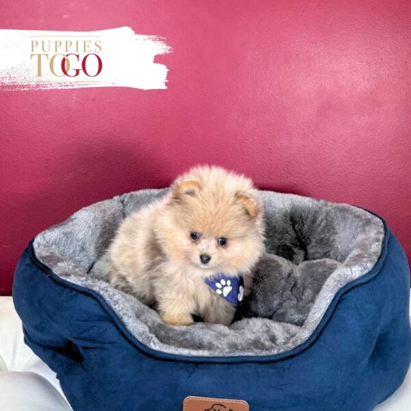 Pomeranian puppies sale Miami M Beaver Merle #8464 - Image 3