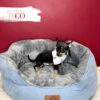 Chihuahua Puppies for Sale M Tri color #4267 - Image 2