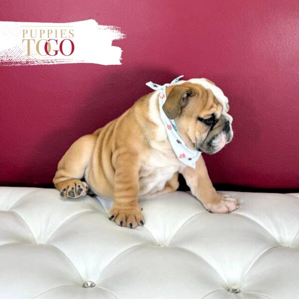 English Bulldog  M Red/White #4280 - Image 3