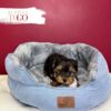 Yorkshire Terrier Puppies Sale Miami M Black/Tan #3677 - Image 3