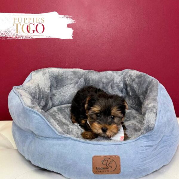 Yorkshire Terrier Puppies Sale Miami M Black/Tan #3677 - Image 3
