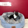 Chihuahua Puppies for Sale M Tri color #4267 - Image 3