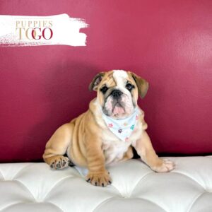 English Bulldog  M Red/White #4280