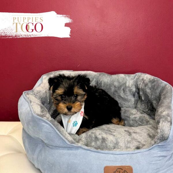 Yorkshire Terrier Puppies Sale Miami M Black/Tan #3677 - Image 2