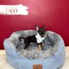 Chihuahua Puppies for Sale M Tri color #4267 - Image 4