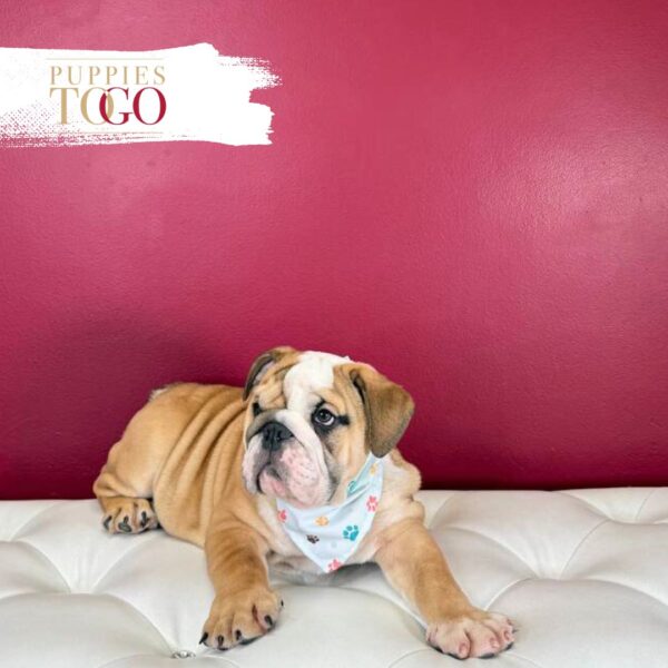 English Bulldog  M Red/White #4280 - Image 4