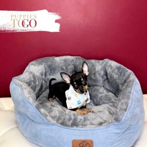 Chihuahua Puppies for Sale M Tri color #4267