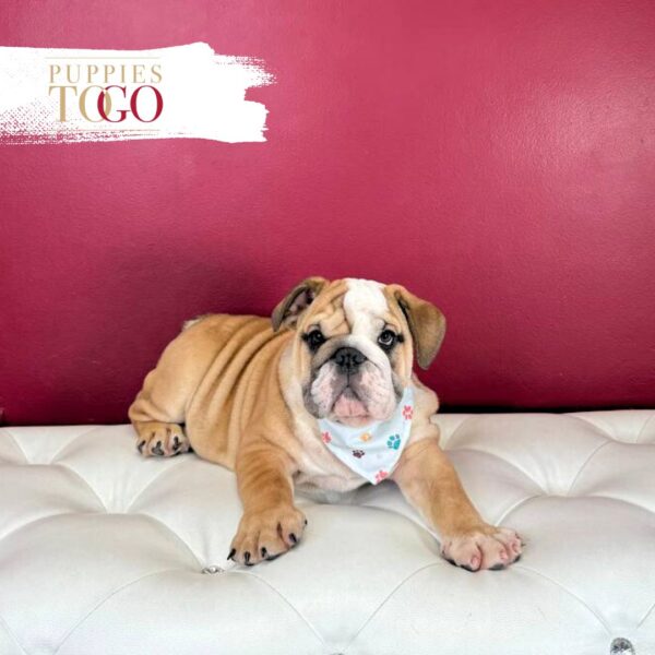 English Bulldog  M Red/White #4280 - Image 2