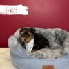 Yorkshire Terrier Puppies Sale Miami M Black/Tan #3677