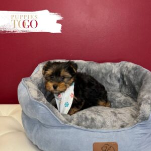 Yorkshire Terrier Puppies Sale Miami M Black/Tan #3677