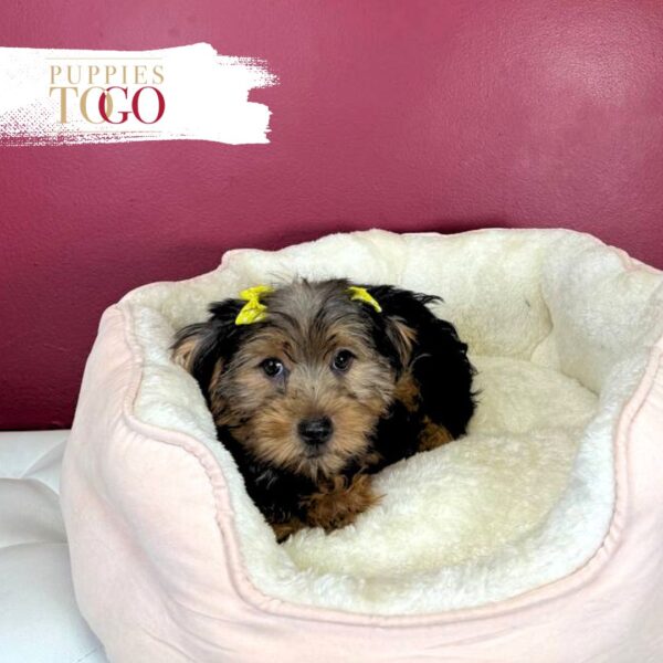 Morkie Puppies Miami F Black/Tan #9583