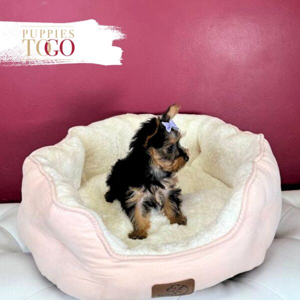 Yorkshire Terrier Puppies Miami F Black/Tan #9560 - Image 3