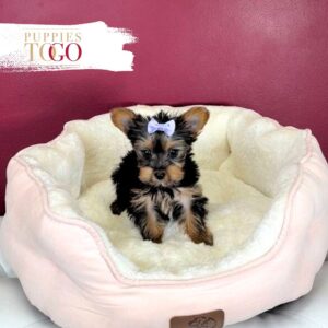 Yorkshire Terrier Puppies Miami F Black/Tan #9560