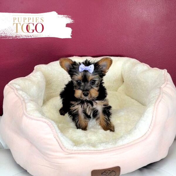 Yorkshire Terrier Puppies Miami F Black/Tan #9560