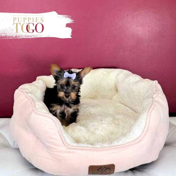 Yorkshire Terrier Puppies Miami F Black/Tan #9560 - Image 2