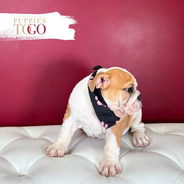 English Bulldog Puppies For Sale F Red/White #4279 - Image 2