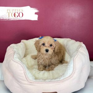 Maltipoo Puppies for Sale in Miami White F Cream #9530