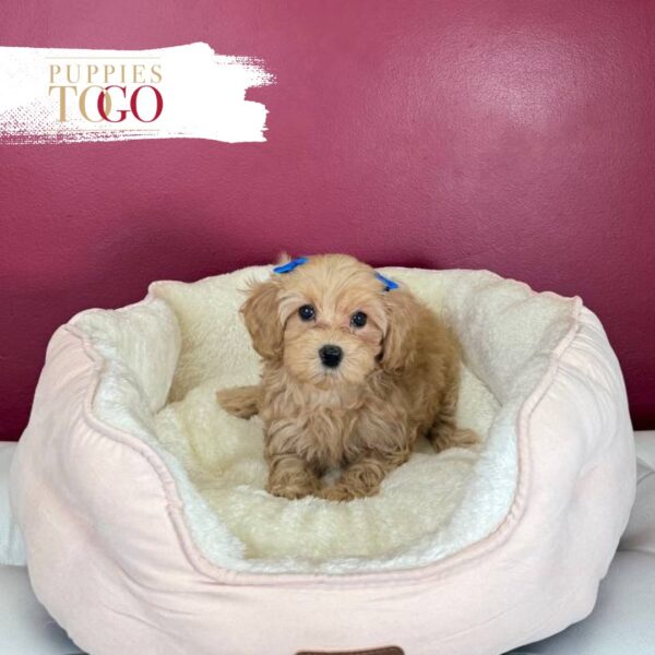 Maltipoo Puppies for Sale in Miami White F Cream #9530