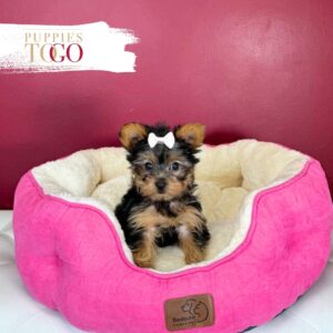 Yorkshire Terrier Puppies Miami F Black/Tan #1683