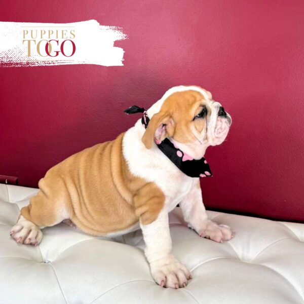 English Bulldog Puppies For Sale F Red/White #4279 - Image 3