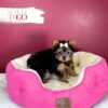 Yorkshire Terrier Puppies Miami F Black/Tan #1683 - Image 3