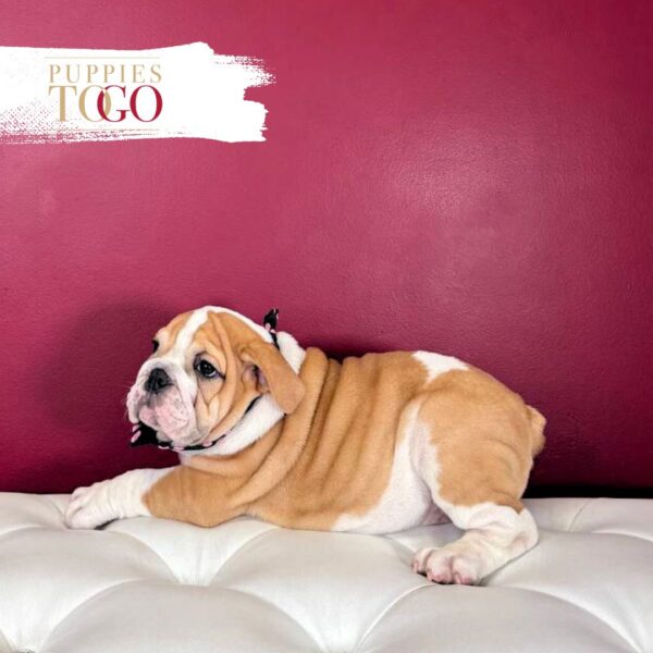 English Bulldog Puppies For Sale F Red/White #4279 - Image 4