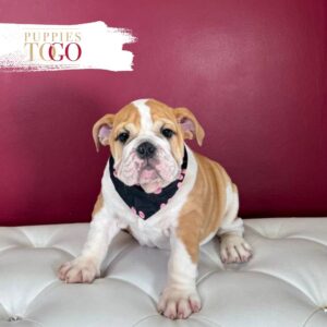English Bulldog Puppies For Sale F Red/White #4279