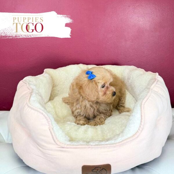 Maltipoo Puppies for Sale in Miami White F Cream #9530 - Image 3