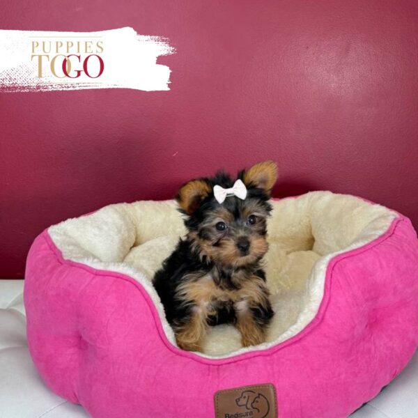 Yorkshire Terrier Puppies Miami F Black/Tan #1683 - Image 2