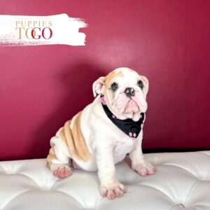 English Bulldog Puppies For Sale F Fawn/White #4273