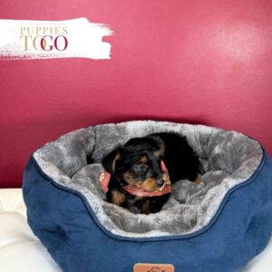 YorkiePoo Puppies Miami M Black/Tan #8917