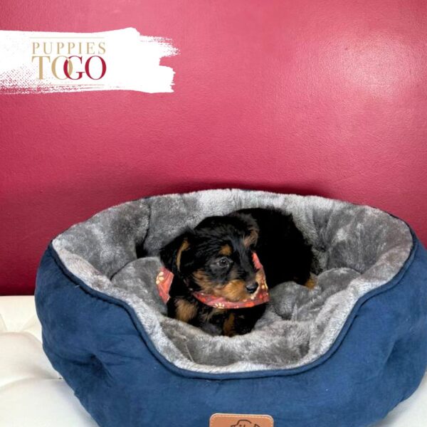 YorkiePoo Puppies Miami M Black/Tan #8917