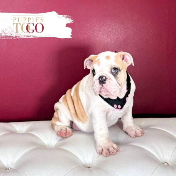 English Bulldog Puppies For Sale F Fawn/White #4273 - Image 3