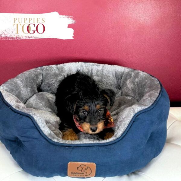 YorkiePoo Puppies Miami M Black/Tan #8917 - Image 2