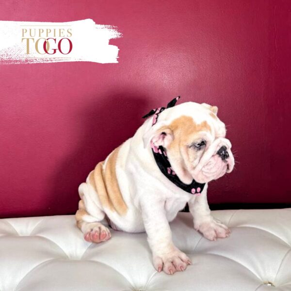 English Bulldog Puppies For Sale F Fawn/White #4273 - Image 2