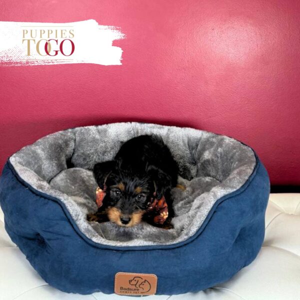 YorkiePoo Puppies Miami M Black/Tan #8917 - Image 4