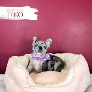 French Bulldog Puppies Miami F Blue Merle #0248