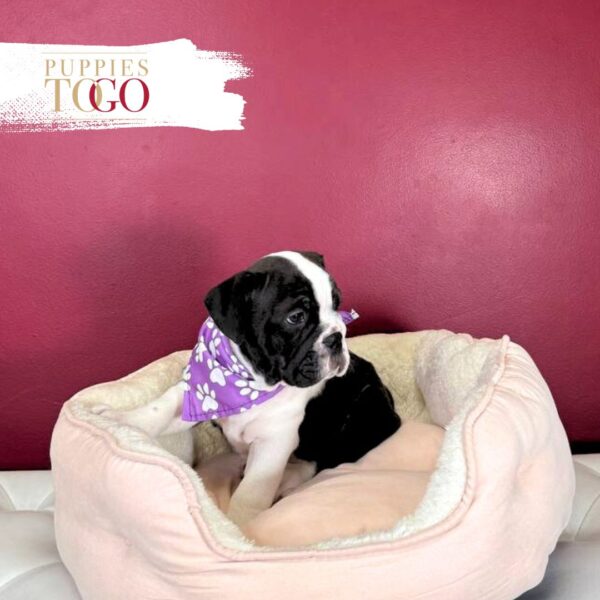 English Bulldog Puppies For Sale F Black/White #3424 - Image 2