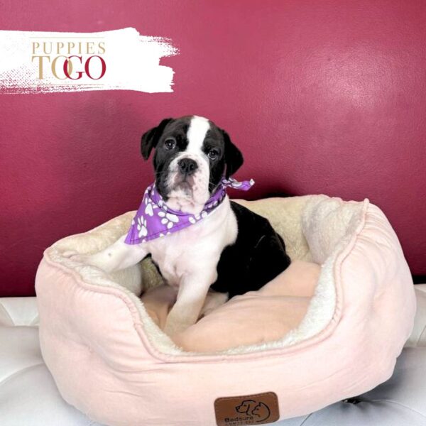 English Bulldog Puppies For Sale F Black/White #3424 - Image 3