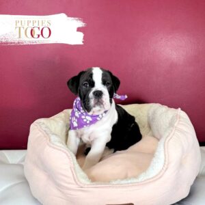 English Bulldog Puppies For Sale F Black/White #3424