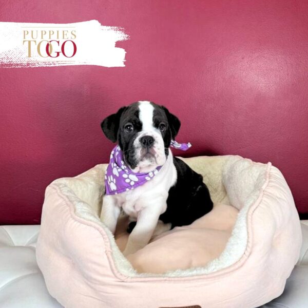 English Bulldog Puppies For Sale F Black/White #3424
