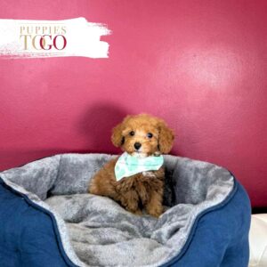 Poodle Puppies for Sale M Red/White #9537