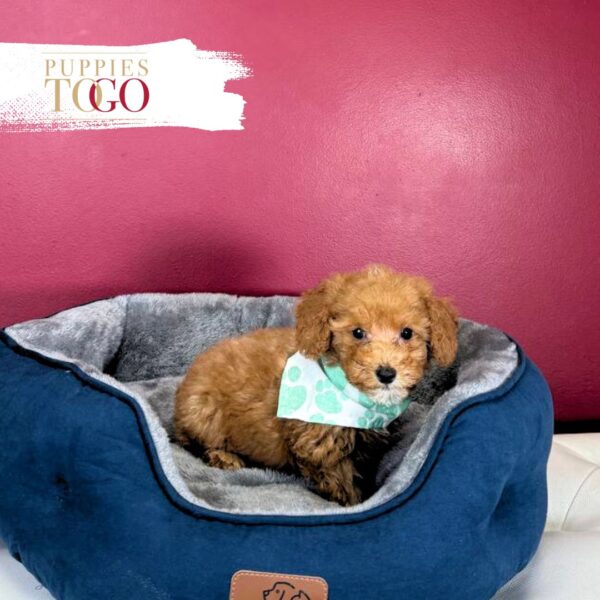 Poodle Puppies for Sale M Red/White #9537 - Image 2