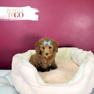 Poodle puppies Miami Brown F Red/White #9579