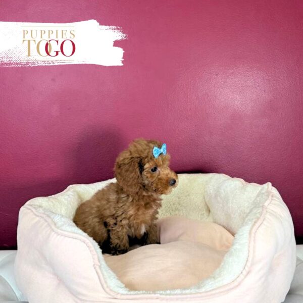 Poodle puppies Miami Brown F Red/White #9579 - Image 3