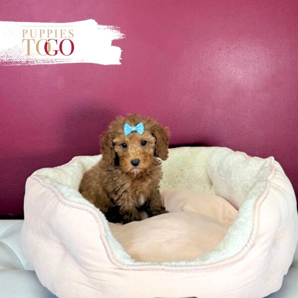 Poodle puppies Miami Brown F Red/White #9579 - Image 4