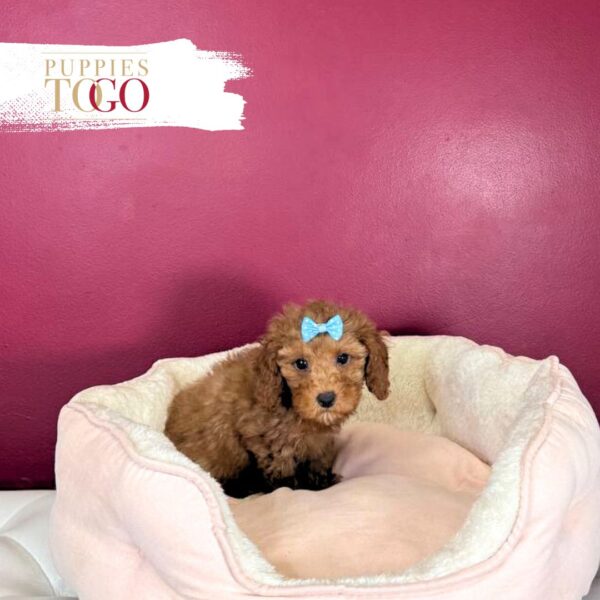 Poodle puppies Miami Brown F Red/White #9579 - Image 2