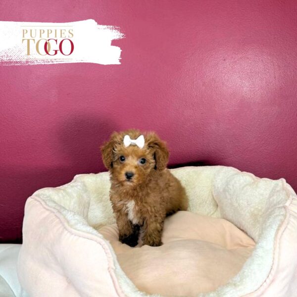 Poodle Puppies for Sale F Red/White #9580 - Image 2