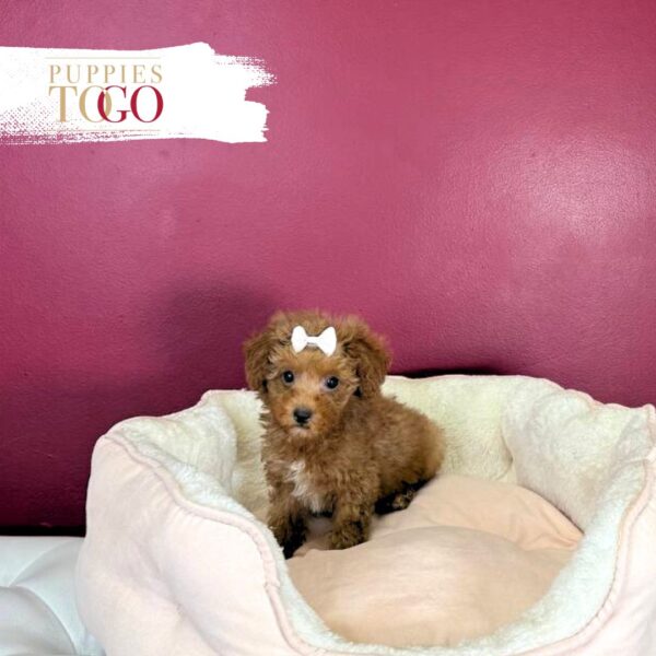 Poodle Puppies for Sale F Red/White #9580 - Image 3