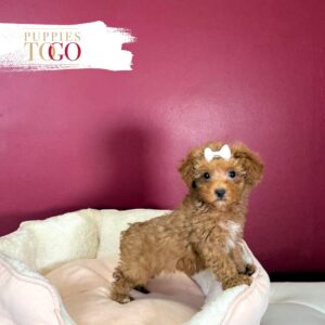 Poodle Puppies for Sale F Red/White #9580